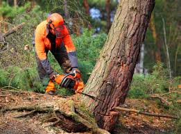 Reliable Keys, OK Tree Removal Solutions