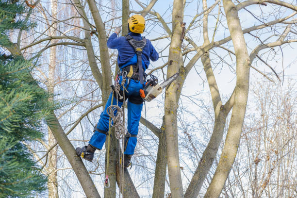 Best Emergency Tree Removal  in Keys, OK